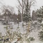 besneeuwde kerstbomen in de Schat van Schoonderloo